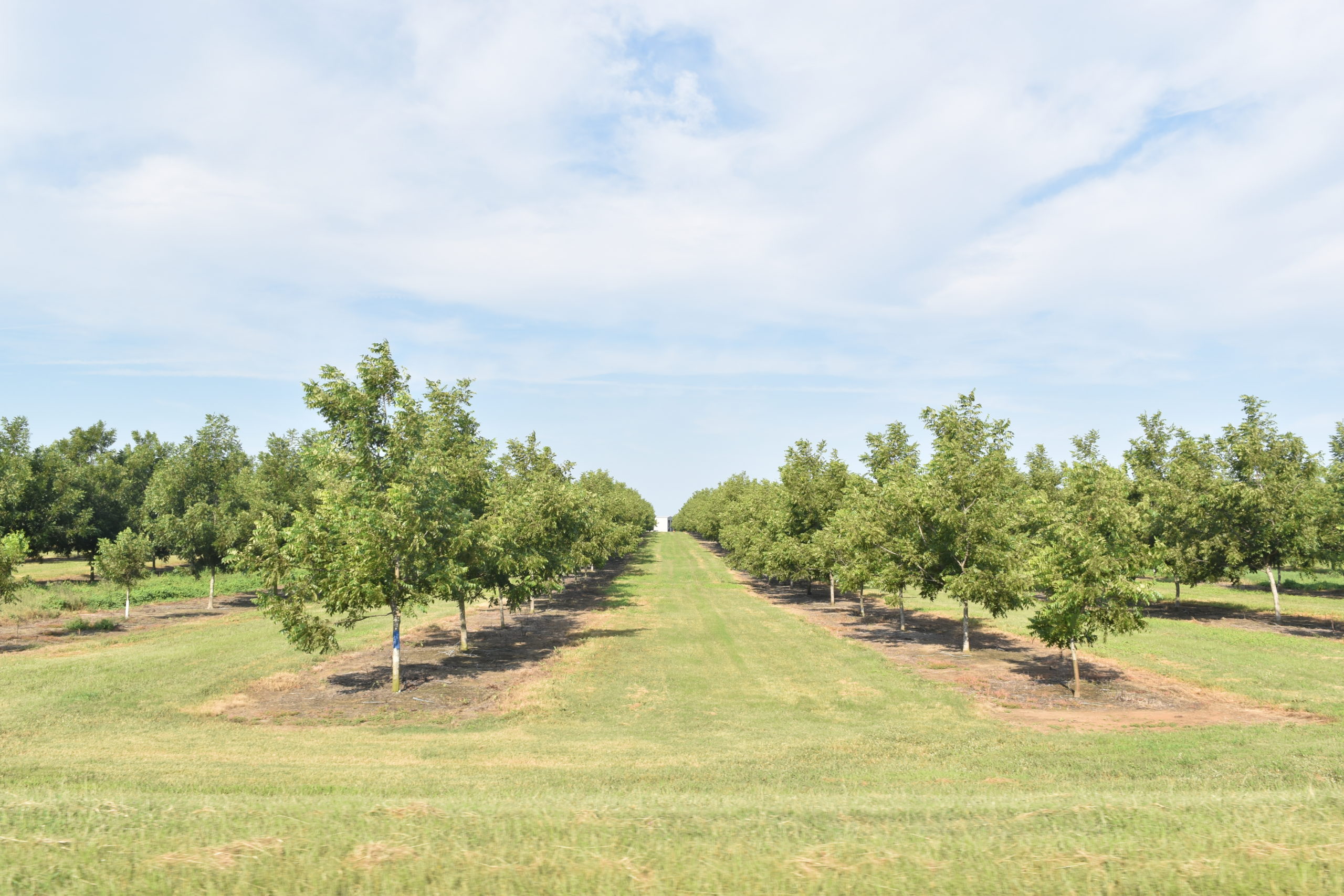 Rows of 6-year-old pecan trees in an orchard in Georgia.