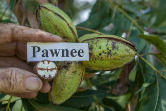 A man holds up a halved piece of 'Pawnee' in front of a nut cluster.