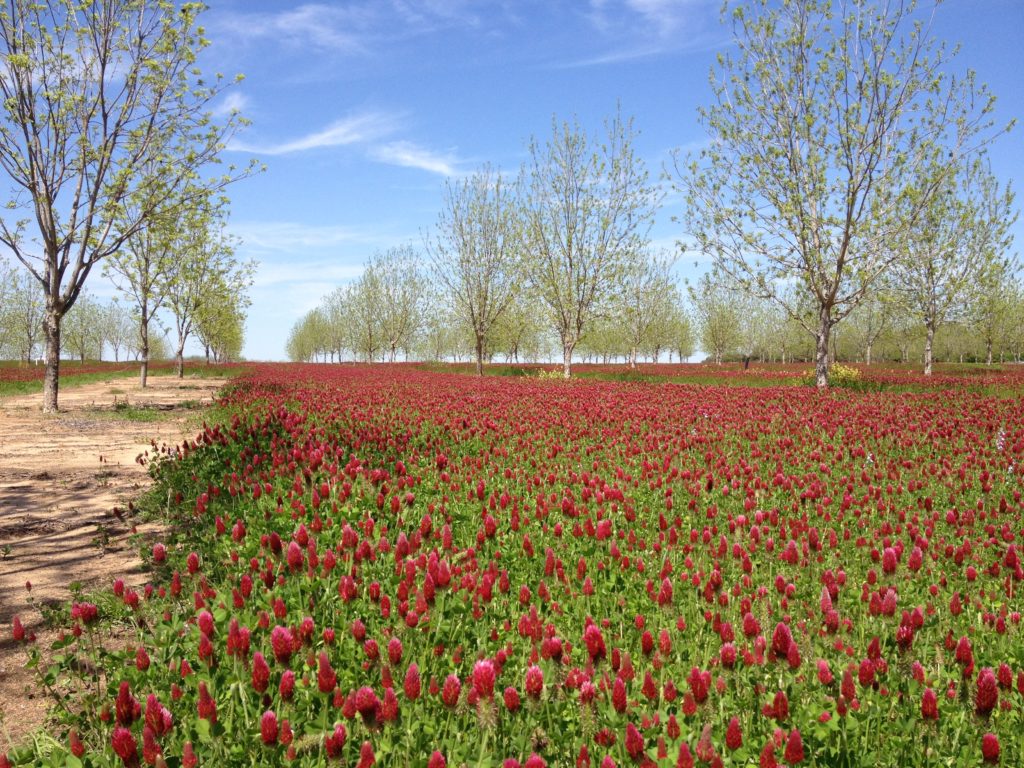 A field of clover serves a cover crop in this pecan orchard.