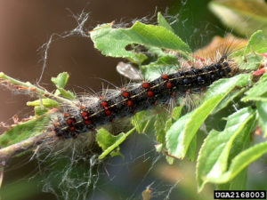 A European Gypsy Moth larva crawls along a branch and consumes green leaves.