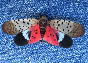 A Spotted Lanternfly stretched out on a blue background for research purposes.