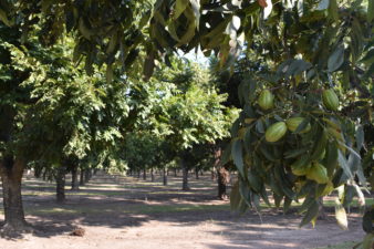 A pecan orchard with a heavy crop before harvest.