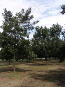 An example of the tree form of '1975-08-0005' with a 'Pawnee' tree to the right.