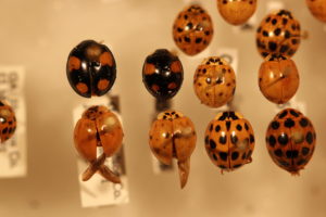 Different multicolored Asian lady beetles pinned to a board for comparison.