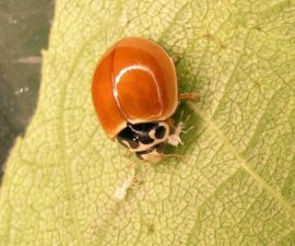 A polished lady beetle with no black markings sits on a light green leaf.