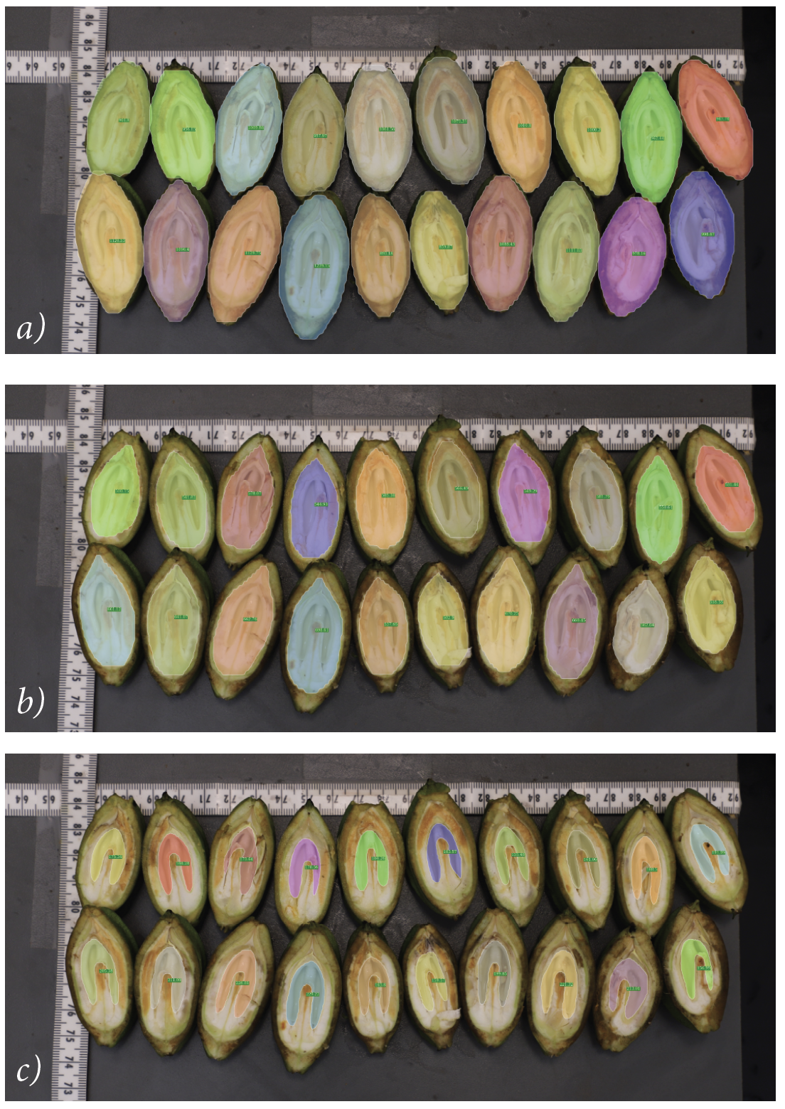 Three stacked photos exhibit how Zhang's team measure the shuck, shell, and embryo of each cultivar.