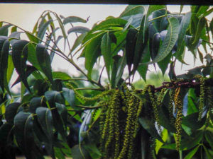A bundle of catkins hang off the end of a new shoot on a pecan tree.