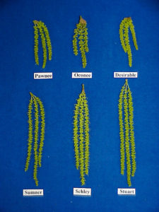 Catkins from six different varieties lay out for comparison on a blue backdrop. 