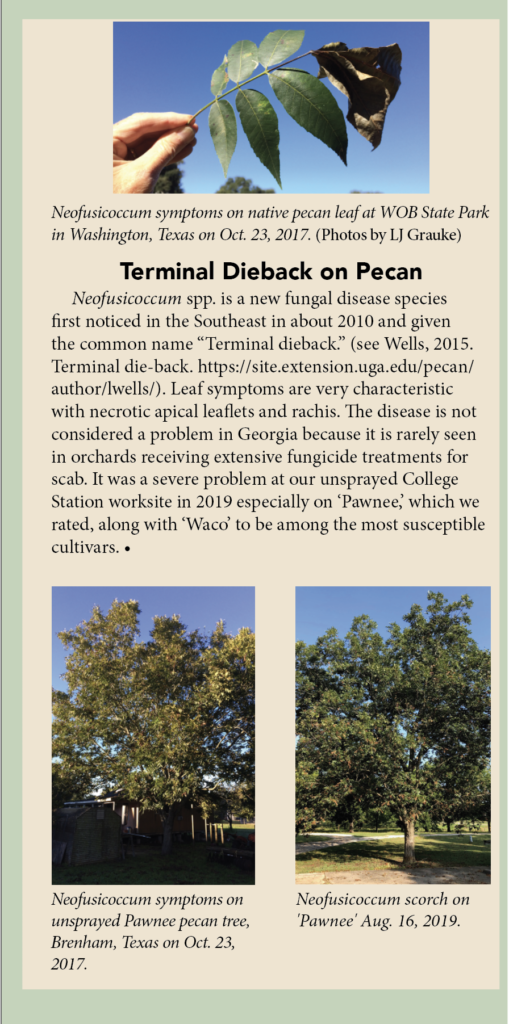A sidebar that discusses terminal dieback symptoms on pecans.