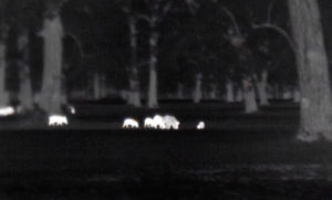 A sounder of hogs seen rooting up a pecan orchard floor through a night vision camera.