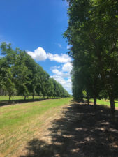 Two rows of hedged 'Caddo' trees in a southeastern orchard.