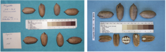 Two nut vouchers which show the kernel, inshell and color characteristics of the 'Fayette' variety.