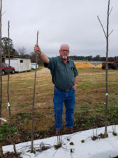 Writer Lamar Jenkins stands next to a balanced two-year nursery tree to show scale.