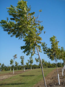 A young tree leans to the left and needs pruning.