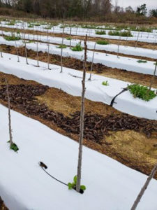 A bareroot nursery tree sits in a row with other nursery trees.