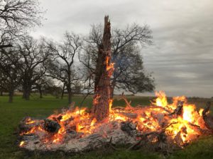 A tree is burned in place with limbs surround it.