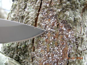 A knifepoint reveals the density of obscure scale on a pecan tree.