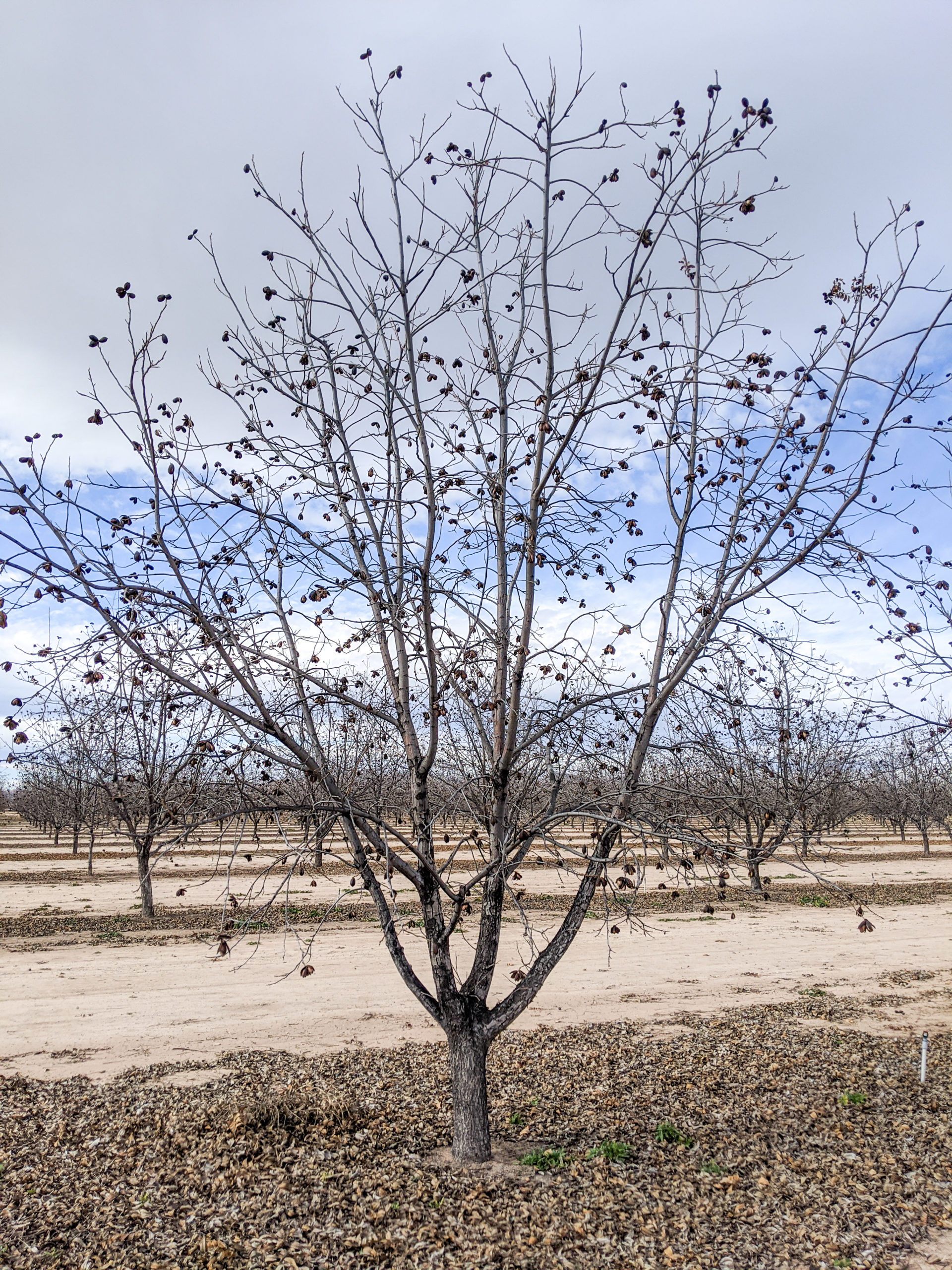 A young pecan tree with a short trunk that splits off into four branches. By training this tree, growers can help it establish a stable structure.
