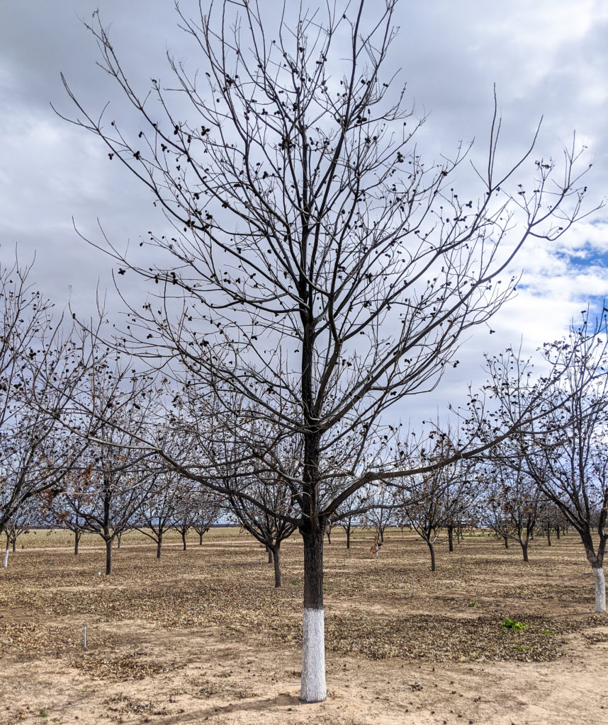 A young pecan tree has a strong central leader and branches out naturally. Through training, young pecan trees can be lead to develop stable structures.
