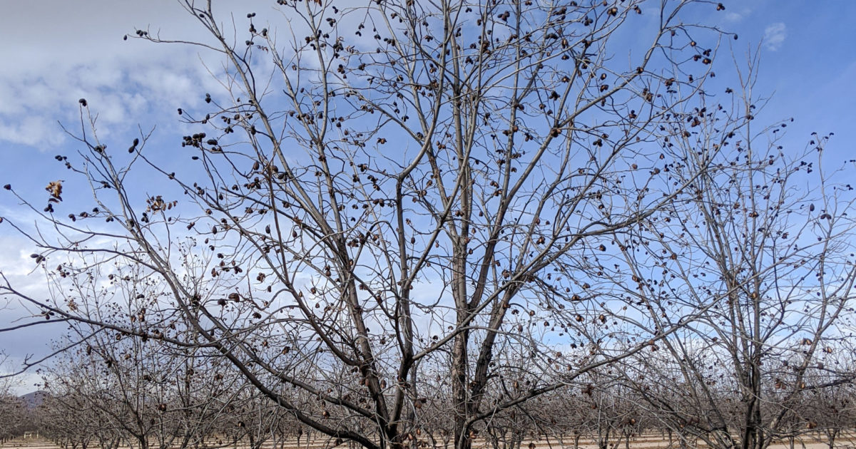 A tree split into a y-shape near the orchard floor. Training young pecan trees is one important winter activity growers should think about after harvest.