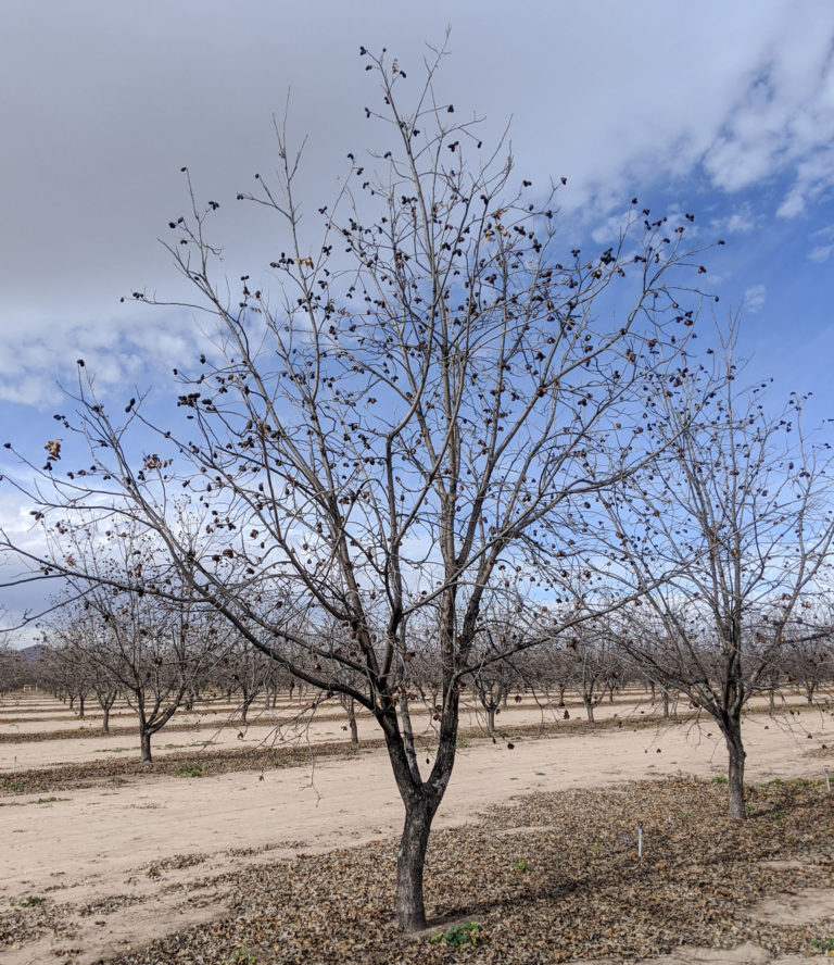 Pecan Winter Activities for Western Orchards Pecan South