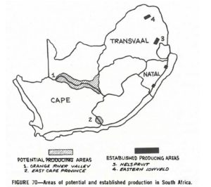 The established pecan production areas were in what was called the Transvaal and Natal provinces, the northeastern and eastern side of South Africa. Potential areas were outlined around the Orange River Valley and East Cape Province.
