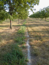 A band of fertlizer lies near a row of pecan trees.