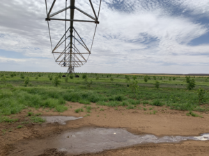 A center pivot irrigation system stretches across rows of young pecan trees and waters them in Douglas, South Africa.