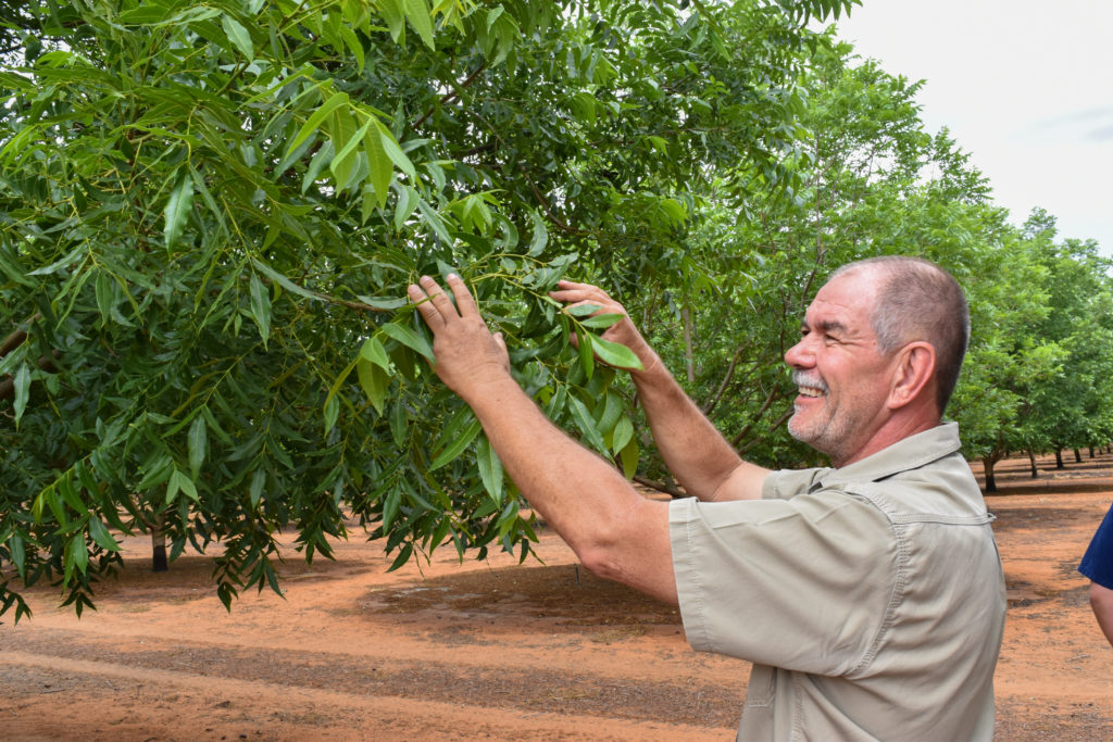 Planting, Propagating, & Promoting Pecans in South Africa Pecan South