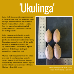 A bit more information about the South African pecan variety, 'Ukulinga'.