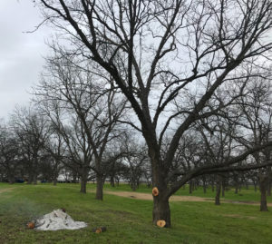 A dormant pecan tree with two limbs cut off near the base and a pile of smoldering ash nearby.