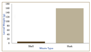 Chart comparing the total weight of the larvae fed on shells versus those on husks.