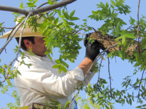 A man grafts a new vaariety to the top of a pecan tree.
