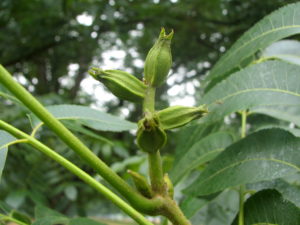 This cluster of 'Desirable' has six developing nuts before the June drop.