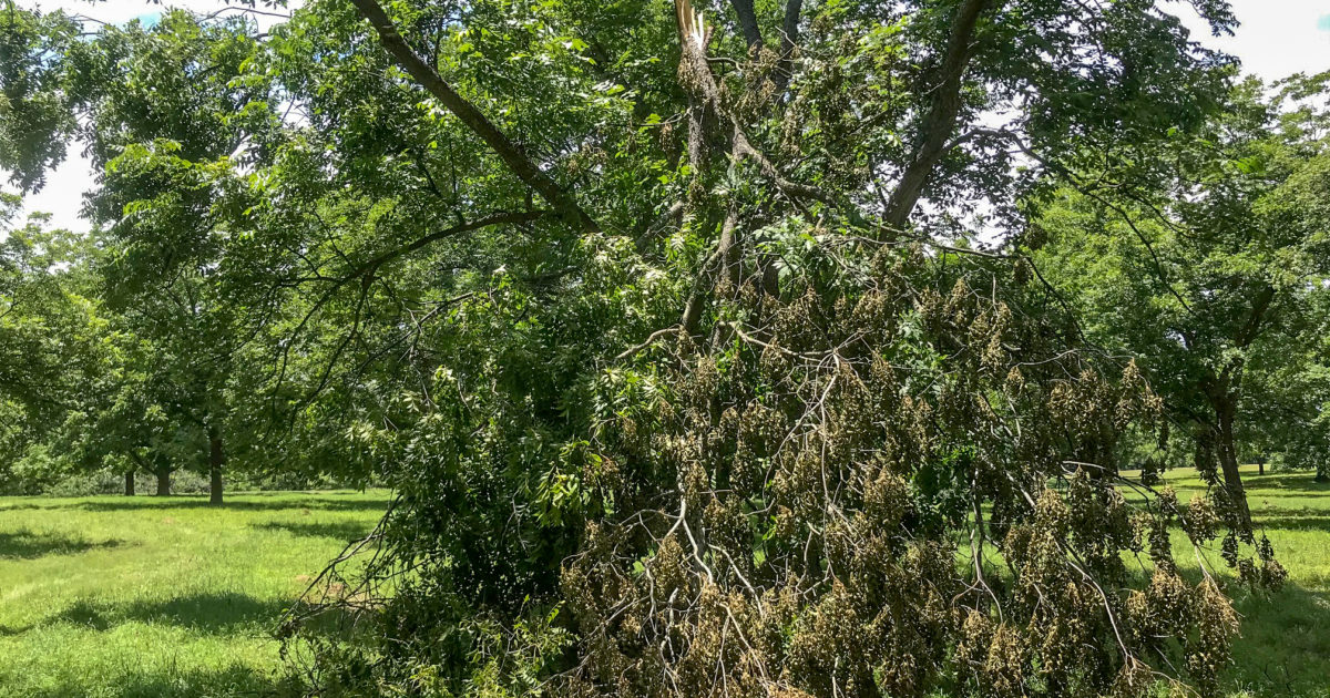 A broken branch hanging out of a mature pecan tree.