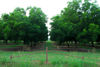Two rows of mature pecan trees at the Texas A&M Orchard in College Station, Texas.