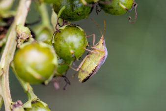 Profile view of an adult brown stink bug on the bud of a crape myrtle.