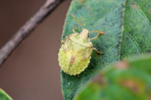 A brown stink bug nymph sits on a leaf. A light green color, the nymph looks just like an adult stink bug just smaller.