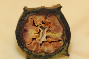 Cut in half, this developing pecan in its shuck appears squishy and miscolored. Growers must monitor for stink bugs to prevent crop loss like this.
