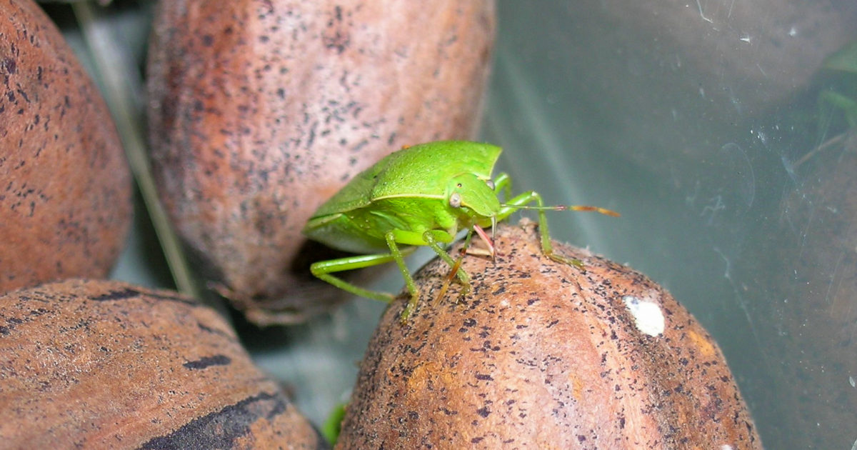A green stink bug sits on the corner of an inshell pecan as it feeds.