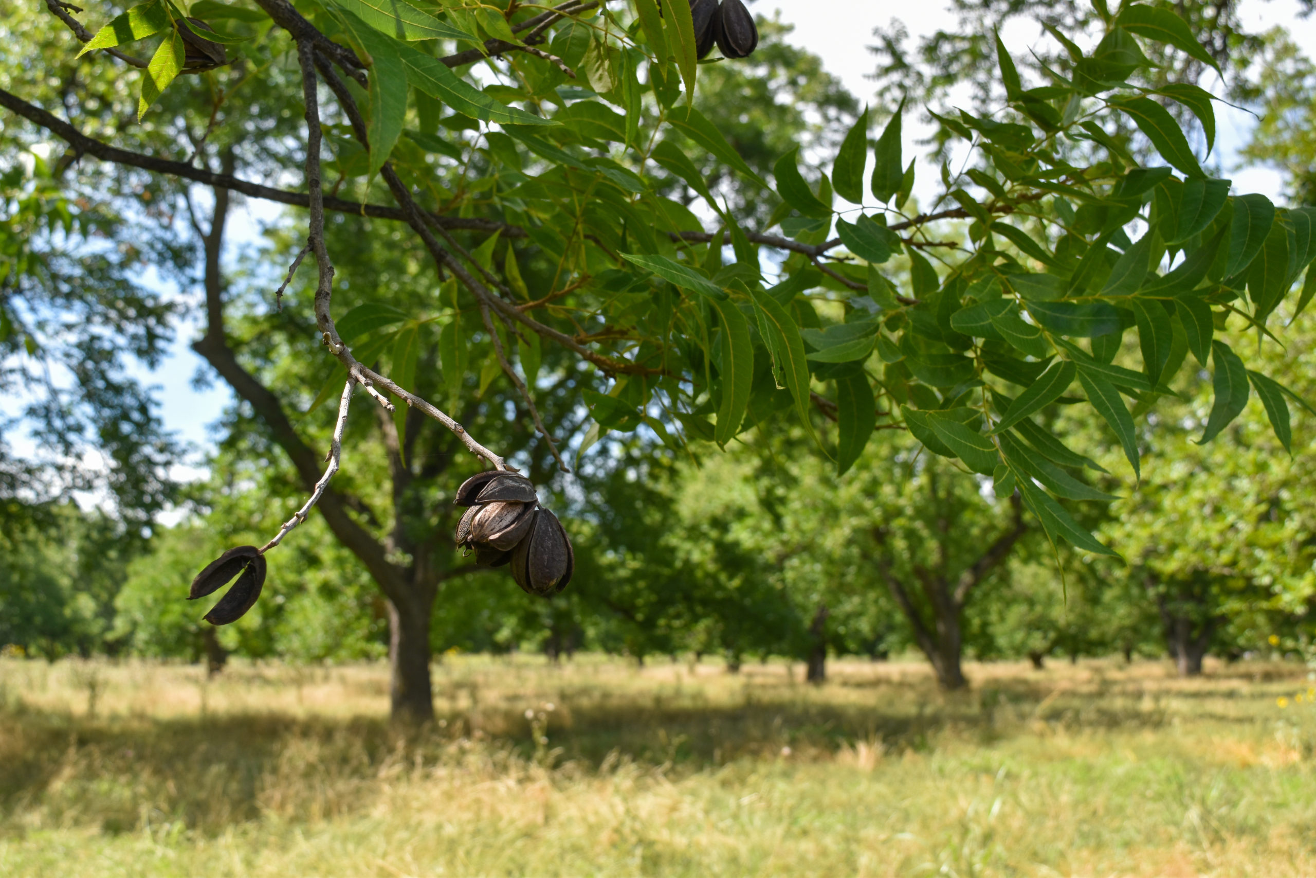 An old nut cluster hangs in the foreground of a photo of mature pecan trees at the USDA Brownwood Station.