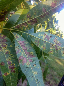 Pecan leaves with yellow and brown spots caused by black aphids. Late-season tip #3: control aphid populations to prevent economic loss.