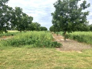 Two rows of pecan trees separated by tall grasses that serve as cover crops. This practice represents an incentive in the pecan industry that could attract consumers.