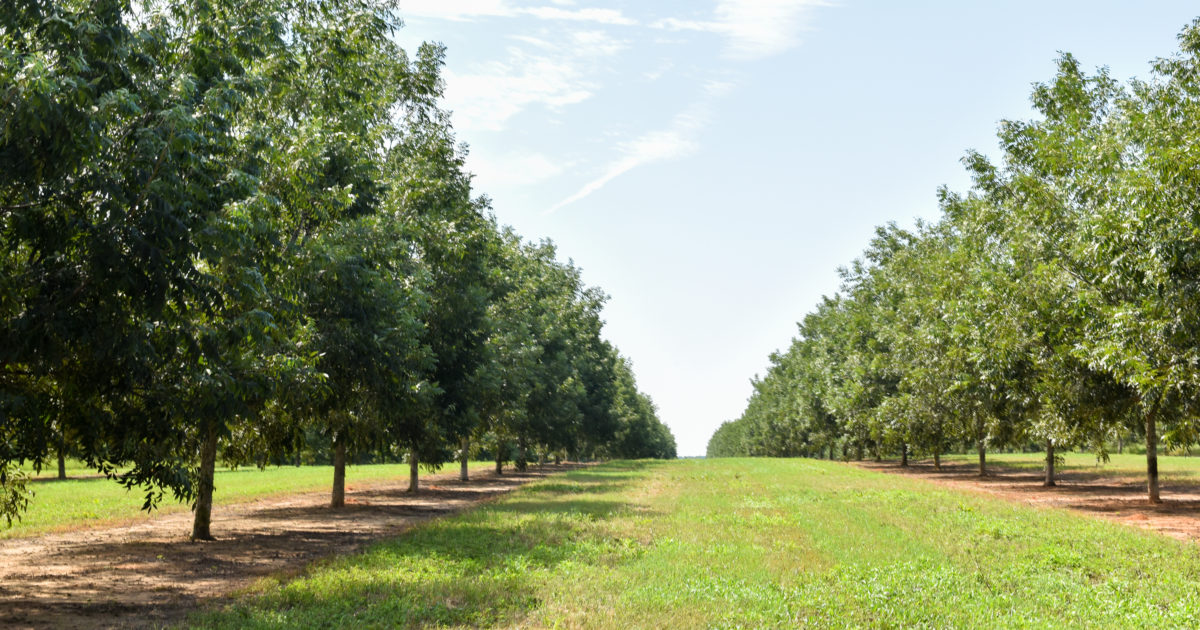 Two rows of fairly young pecan trees separated by a separate of grass.