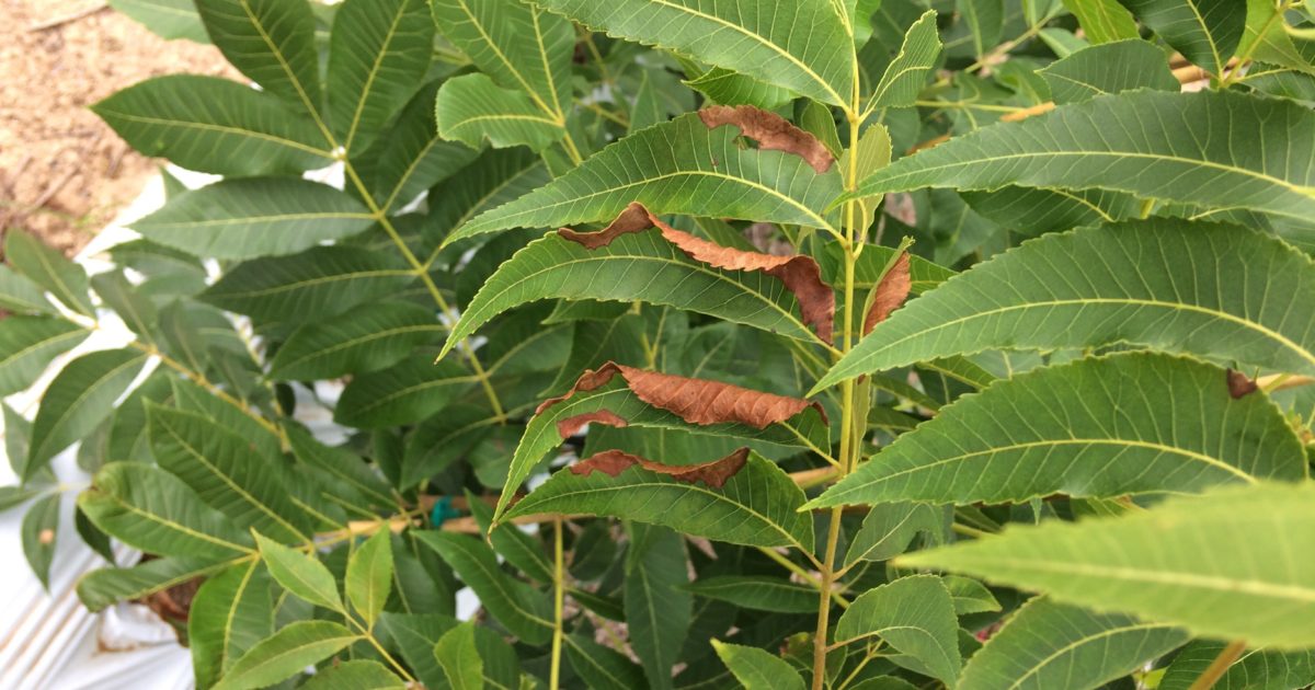 Pecan Bacterial Leaf Scorch, Emerging & Dangerous Disease - Pecan South
