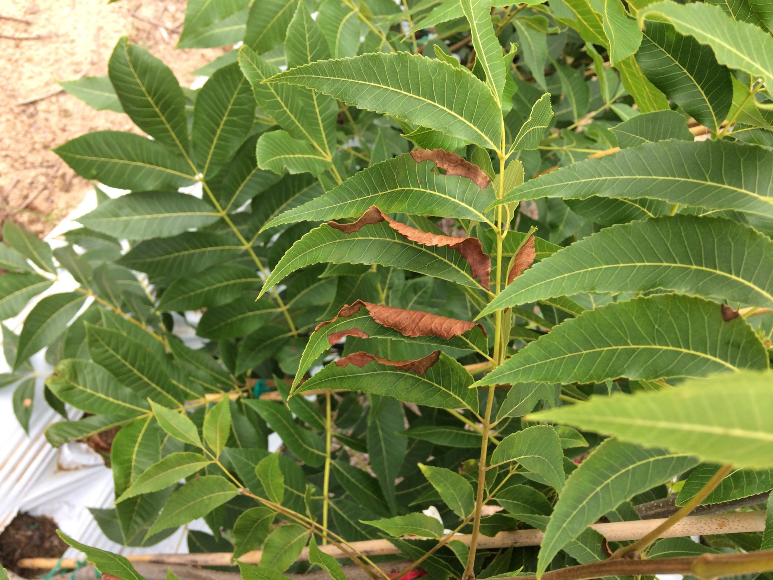 A green bunch of pecan leaves with brown and shriveling edges. This leaflet shows symptoms of the emerging disease Pecan Bacterial Leaf Scorch, or Xylella fastidiosa.