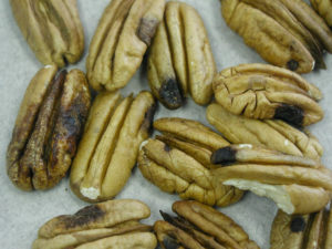 Pecan kernels with black lesions caused by stink bugs. One late-season tip for growers is to monitor for these pests closely.