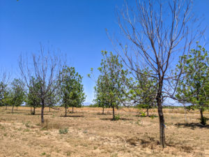 Two trees in Wilcox County, Arizona, are completely bare.