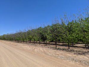 Effects of the 2019 Halloween freeze can also be seen along the edges of orchards. This photo shows a row of pecan trees lining the edge of a dirt road in an orchard in Arizona. This parameter row is burned. 