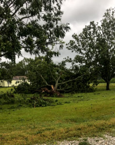 A large, mature pecan tree lies on its side after being completely uprooted during Hurricane Laura. There are also several big limbs down, leaves and other debris.